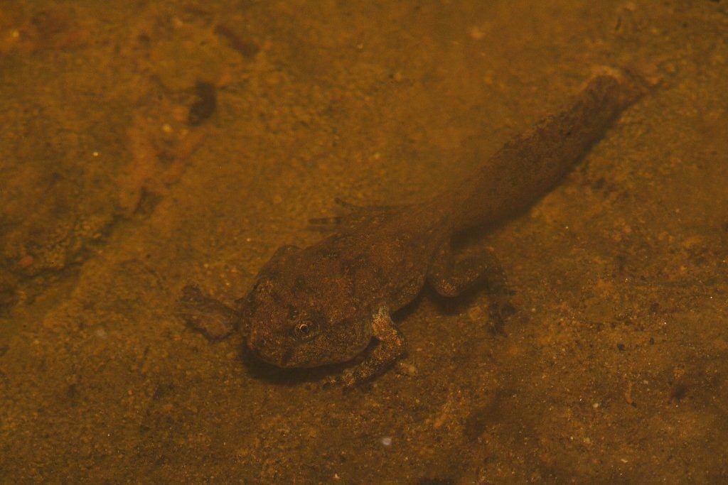 Uova di ululone - Bombina pachypus